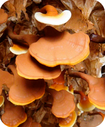 Ginger Root