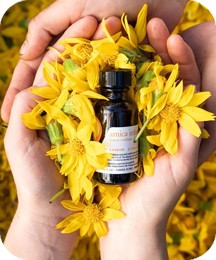 Arnica Montana Oil